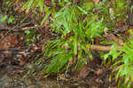 Plantainleaf sedge